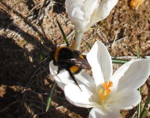 Bombus sp.